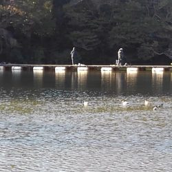 大安トラウトレイク 釣果